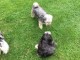 Thumbs/tn_Img_1382.jpg