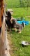 Thumbs/tn_Img_4921.jpg