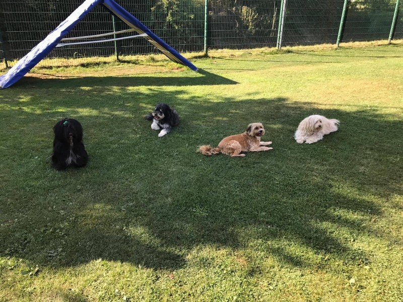 ../Images/welpentreffen-sep-2019-Jenny-S.-012.jpg