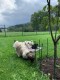 Thumbs/tn_0481aa56-b396-4239-8bd1-d0deb4b493b3.jpg
