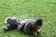 Thumbs/tn_Img_8790.jpg