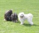 Thumbs/tn_Img_8794.jpg