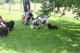 Thumbs/tn_Img_8802.jpg