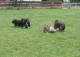 Thumbs/tn_Img_8808.jpg