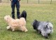 Thumbs/tn_b406eb01-4b4c-4cc0-bbf3-67ad95d683e0.jpg