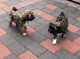 Thumbs/tn_c555bbcb-60d7-4cdc-a21f-0dc2fafce098.jpg