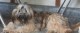 Thumbs/tn_Img_0706.jpg