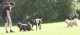 Thumbs/tn_Img_0874.jpg