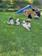 Thumbs/tn_29cfc3d6-2b47-4163-b94e-fa958bd16991.jpg