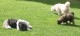 Thumbs/tn_Img_2551.jpg
