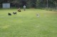 Thumbs/tn_Img_2562.jpg
