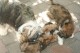 Thumbs/tn_Img_3252.jpg
