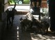 Thumbs/tn_Img_3253.jpg